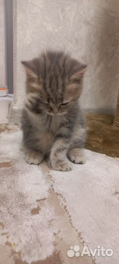 Котенок 2 месяца девочка