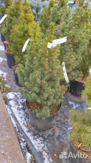 Ель канадская Коника