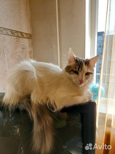 Кошечку в добрые руки