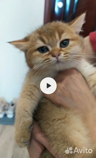 Золотой пухляш Рикки из питомника