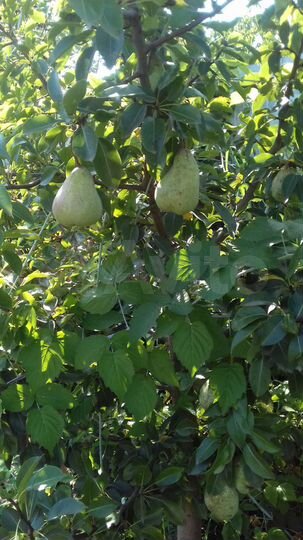 Дача 21 м² на участке 5 сот.