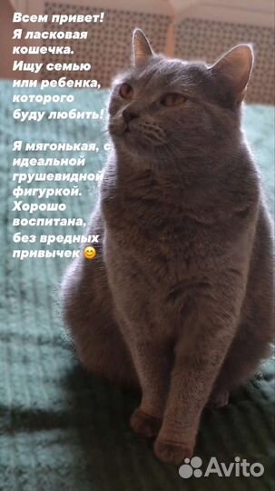 Британская кошка