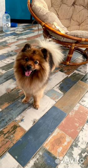 Отдам бесплатно маленькую собаку