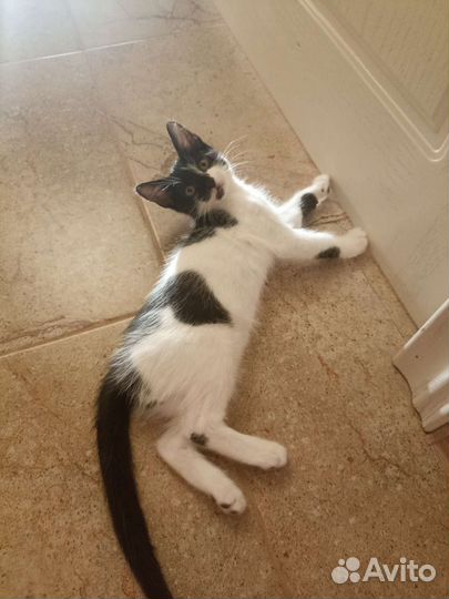 Котята в добрые руки бесплатно