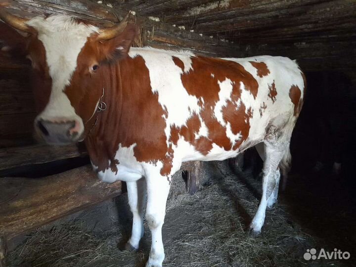 Телки нетели