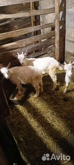 Козлята, молоко