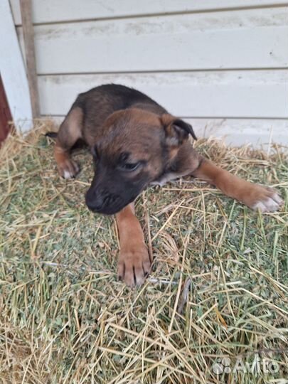 Щенки овчарки