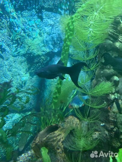 Флаговые меченосецы и Молли Лира