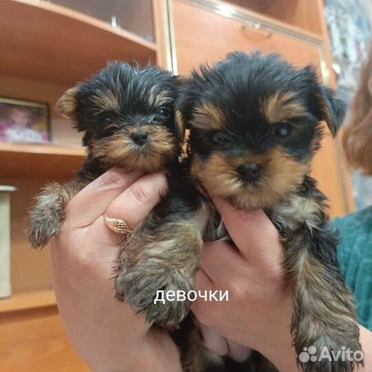 Йоркширский терьер щенки