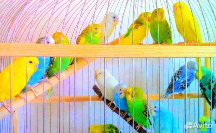 Волнистые Попугаи