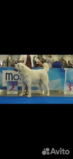 Кобель сао вязка