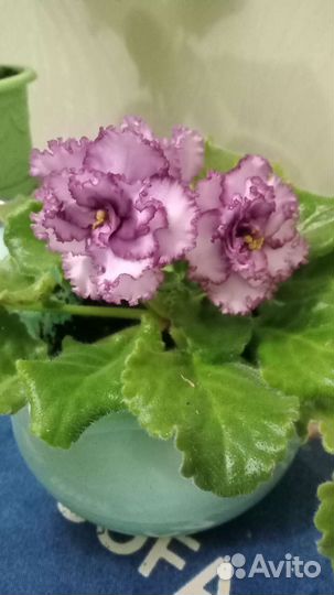 Фиалка сорт Фриволите молодые растения