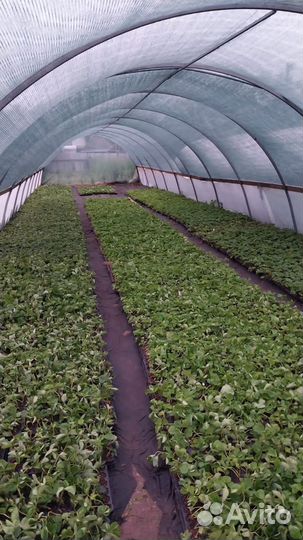 Рассада клубники