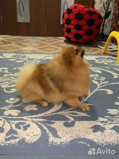 Шпиц на вязку