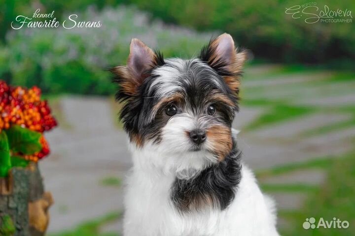 Бивер девочка