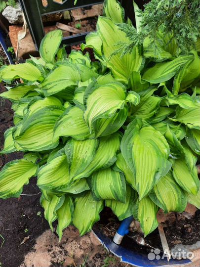 Хосты разные,примула,папоротник,ландыш,безвременни