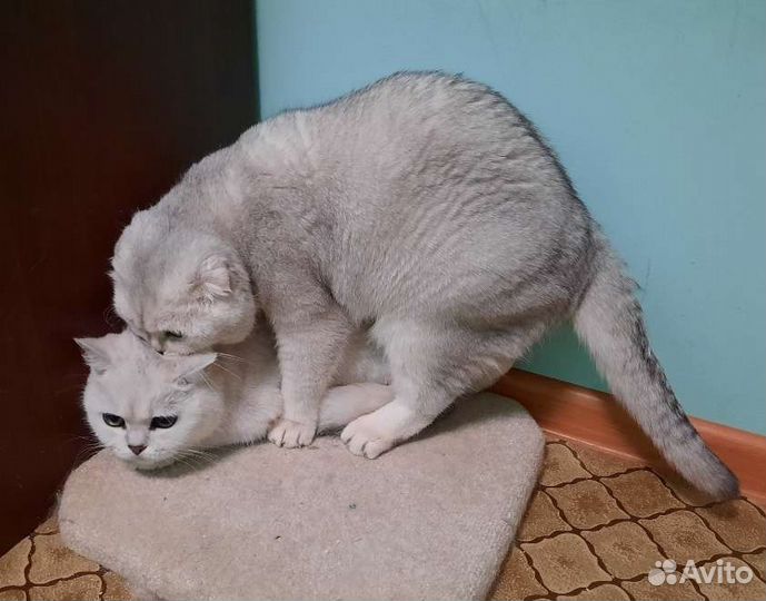 Шотландский вислоухий кот вязка