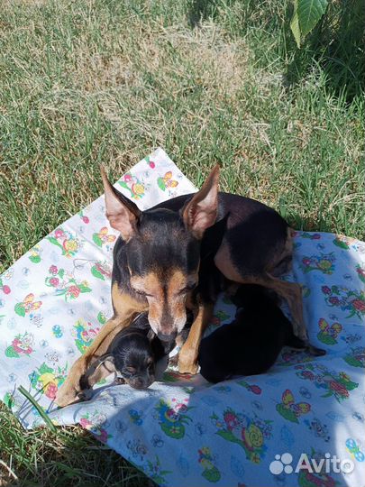 Мини той-терьер щенки