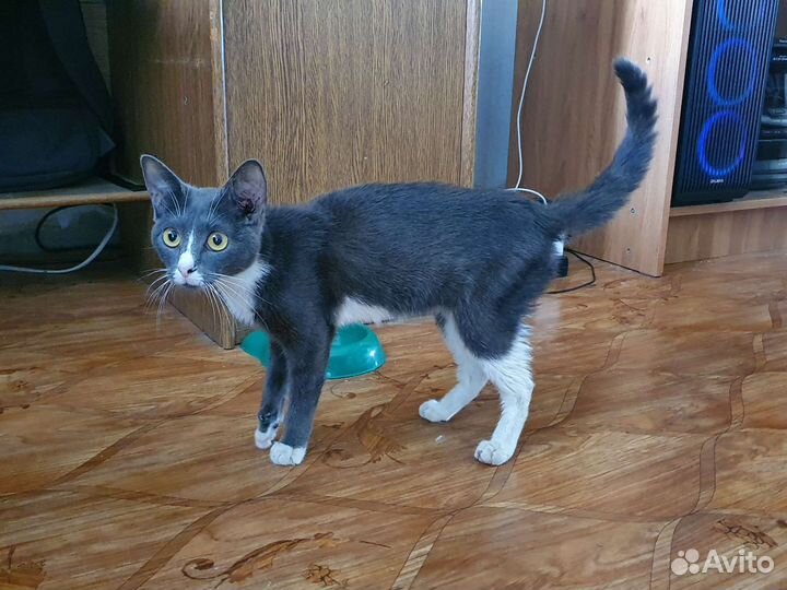 Кошка в добрые руки бесплатно