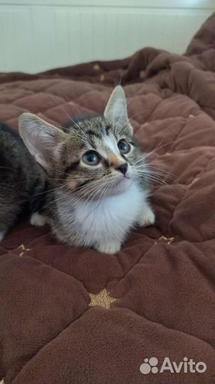 Котята бесплатно