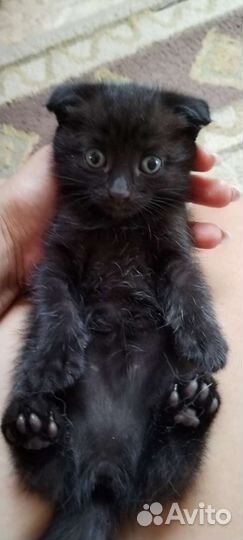 Котята в добрые руки бесплатно