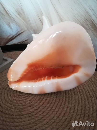 Большая морская раковина