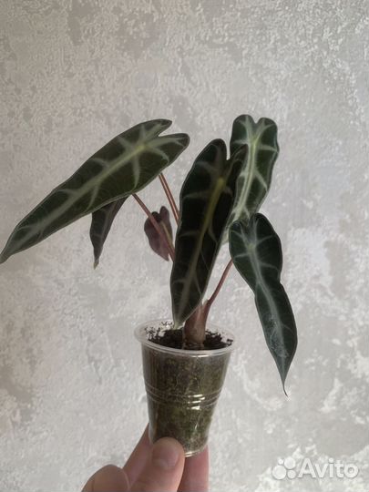 Алоказия бомбино