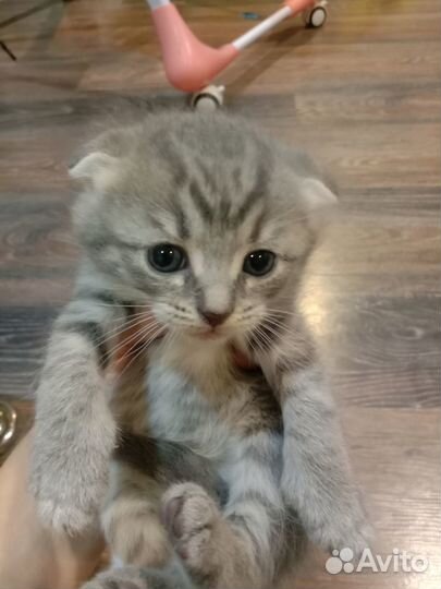 Котята шотландской вислоухой