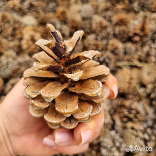 Шишки крымские, в ассортименте