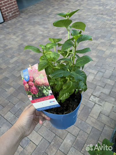 Гортензия крупнолистная Бесконечное Лето