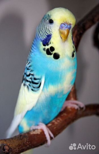 Молодые волнистые попугаи