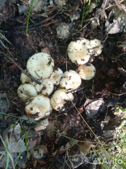 Белые грузди