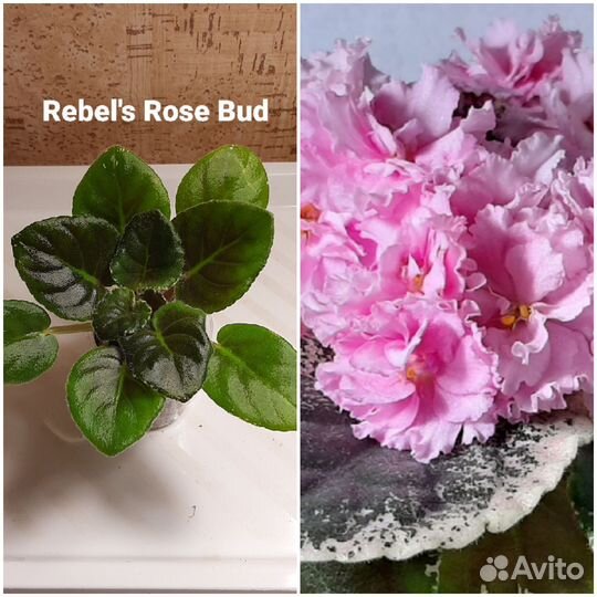 Набор сортовых фиалок