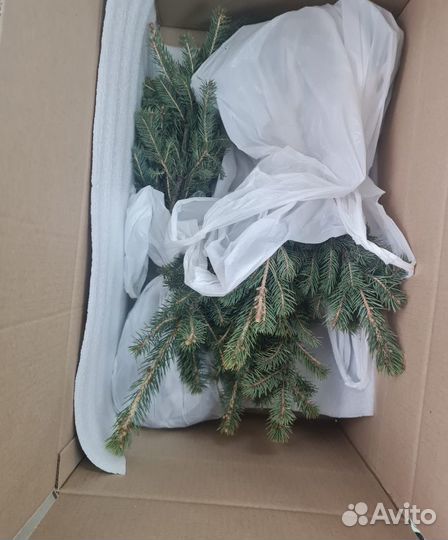 Ель голубая саженцы