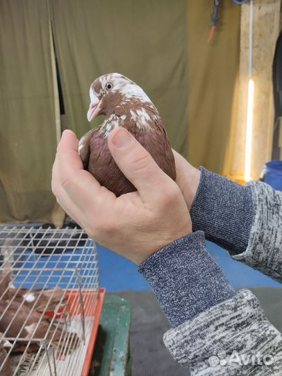 Чили бойные,красные, черные,ореховые