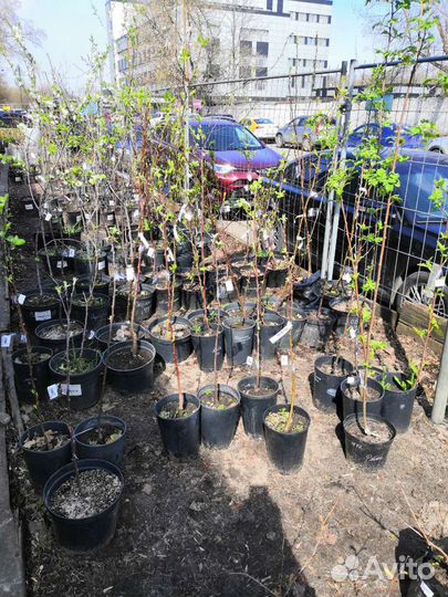 Саженцы плодовых растений. Яблоня. Вишня. Груша