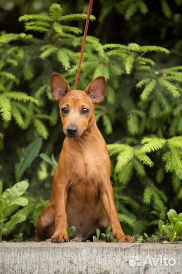 Цвергпинчер