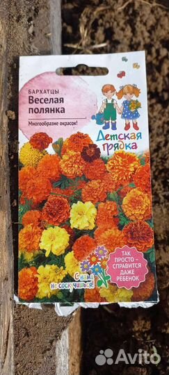 Рассада бархатцы