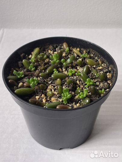 Суккулент. Седум Шталля