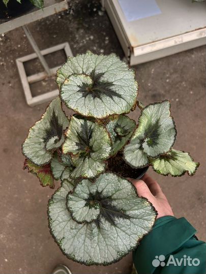 Бегония экскагорт улитка