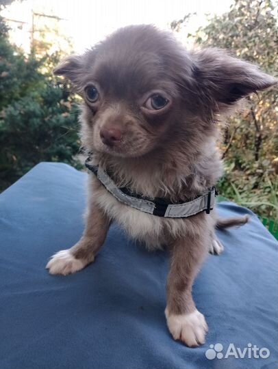 Лиловый Шеф