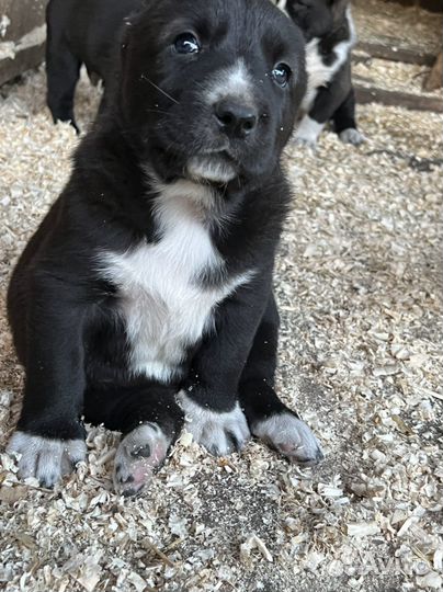 Щенки Алабая