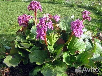 Чабрец (тимьян), бадан (слоновьи уши)