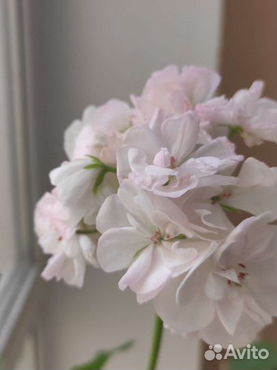 Пеларгония герань сортовая