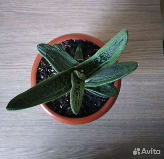 Комнатные цветы. Гастерия 3 - х видов