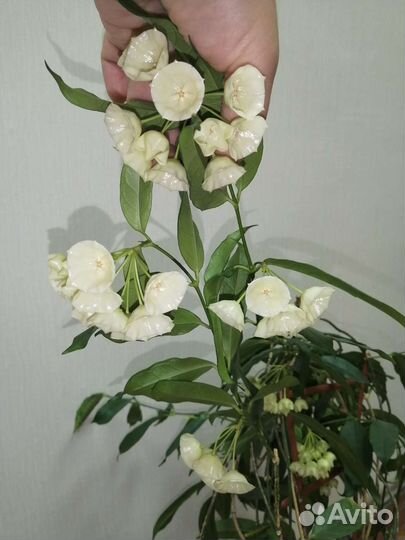 Хойи срезкой