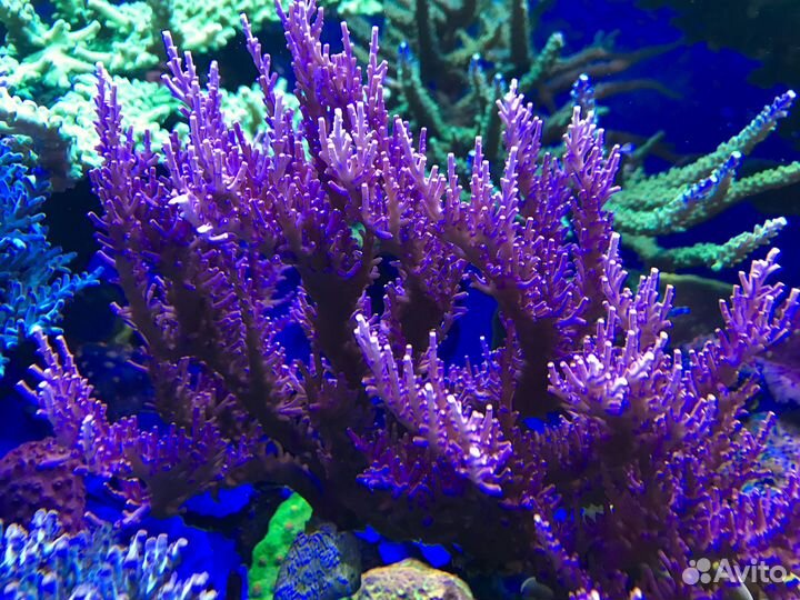Жесткий морской коралл Red Dragon acropora