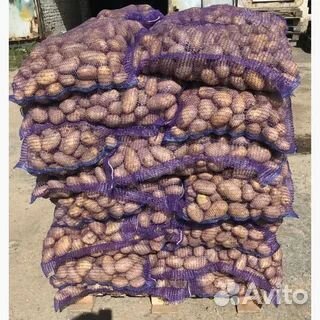 Картофель Гранада 5+ оптом от 20т. 11.50р