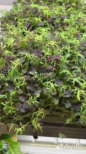 Семена для микрозелени