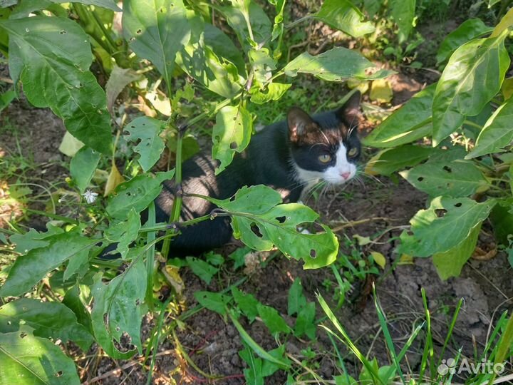 Котята в добрые руки бесплатно